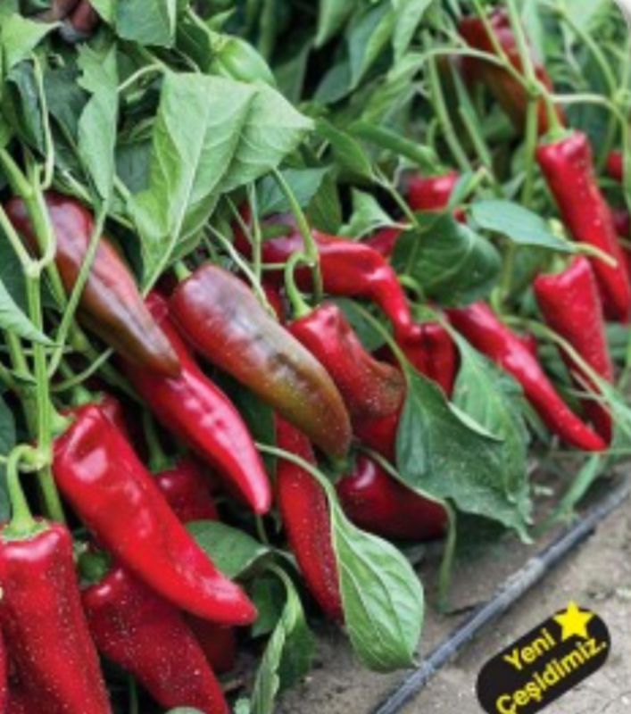 İlkay F1 Kapya Biber